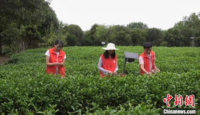 破译岩茶“密码”一一武夷山岩茶科技小院在行动