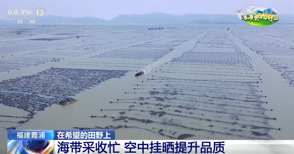 “海上田园”一派好“丰”光 特色产业“带”领群众走上增收路